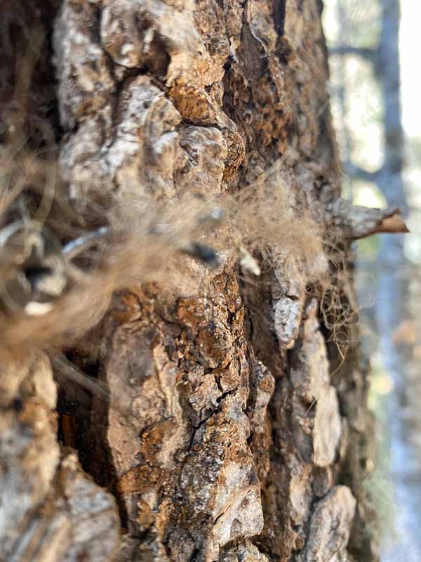 Consultoria Ambiental Pirynaicus 2 observació de l'os bru al Pirineu