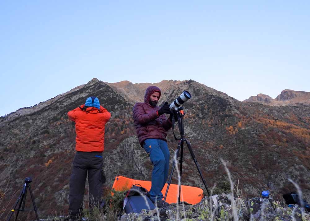 Consultoria Ambiental Pirynaicus observació de l'os bru al Pirineu Consultoria Ambiental especialitzada en la gestió de l’os bru dels Pirineus